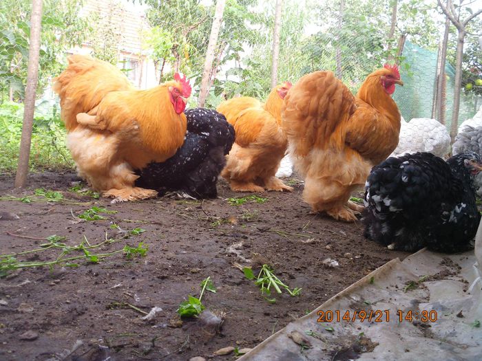 10712399_1542088806024919_1415218658494940652_o