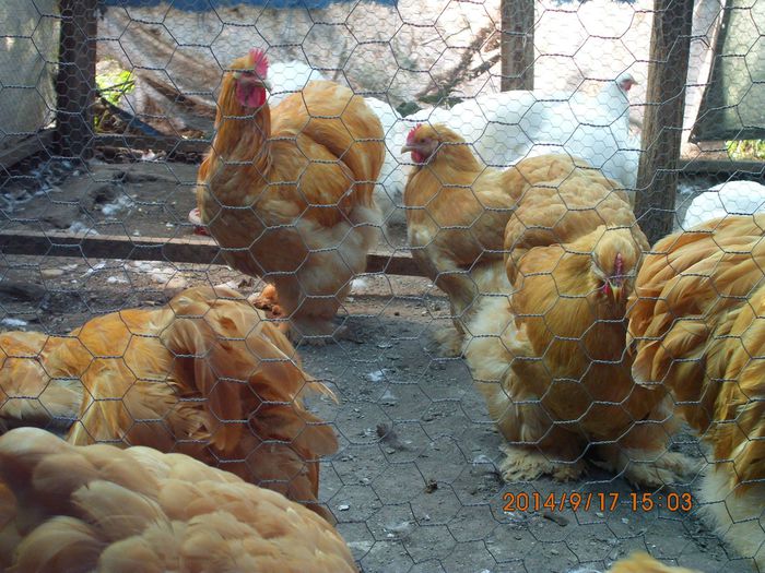 1606371_1540522076181592_1570508403189998416_o