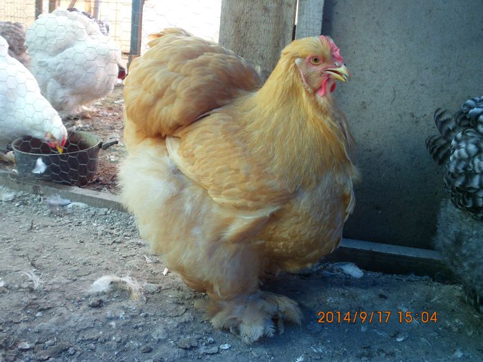 10387080_1540519719515161_114689682489277233_o