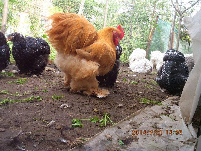 10517271_1542088932691573_7551205223791775109_o