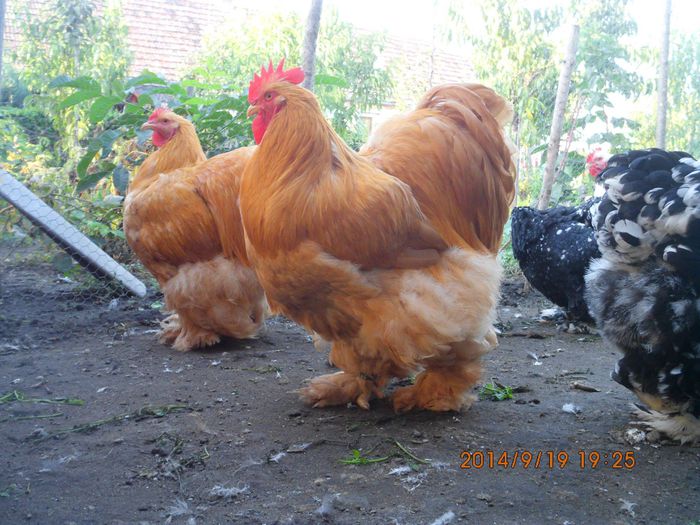 10562619_1541363919430741_7818949066810554112_o