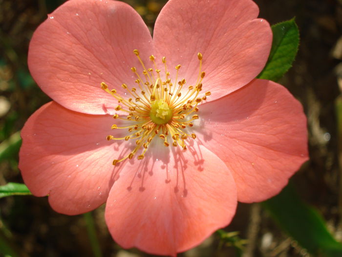 Douceur Normande, Meilland