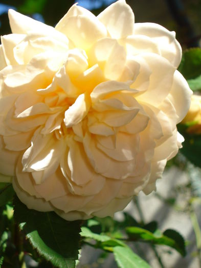 Crocus Rose; Multumeeesc Nina!
