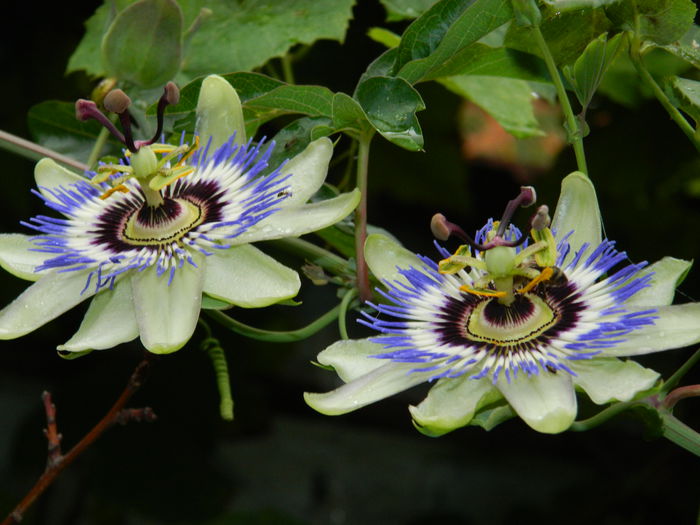 DSCN8564 - PASSIFLORA_2014