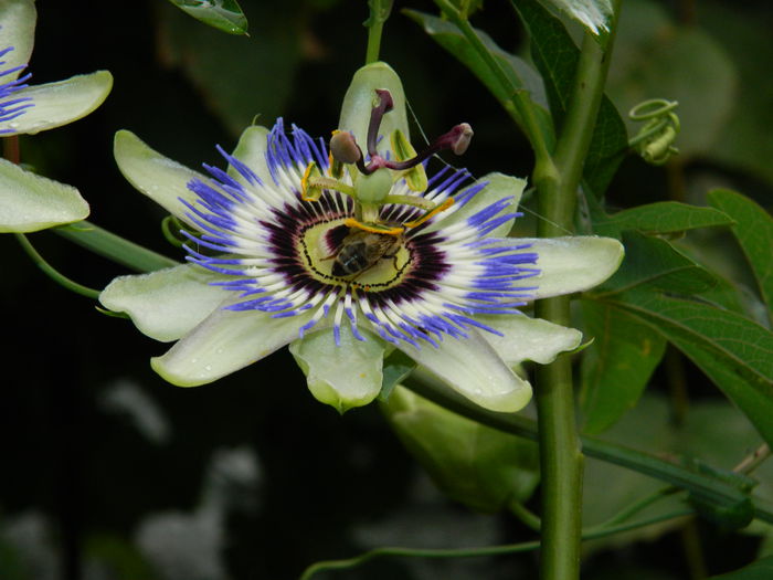 DSCN8566 - PASSIFLORA_2014