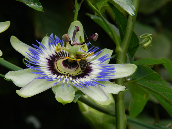 DSCN8567 - PASSIFLORA_2014