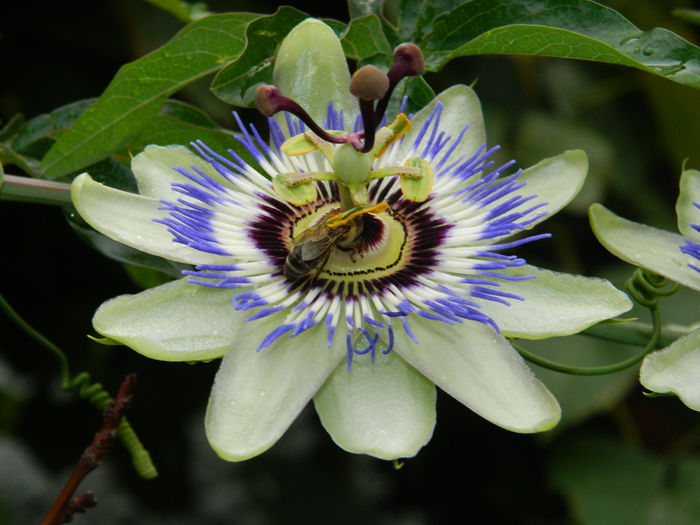 DSCN8572 - PASSIFLORA_2014