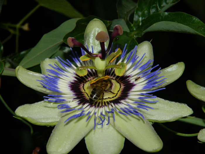 DSCN8573 - PASSIFLORA_2014