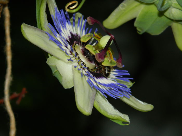 DSCN8575 - PASSIFLORA_2014