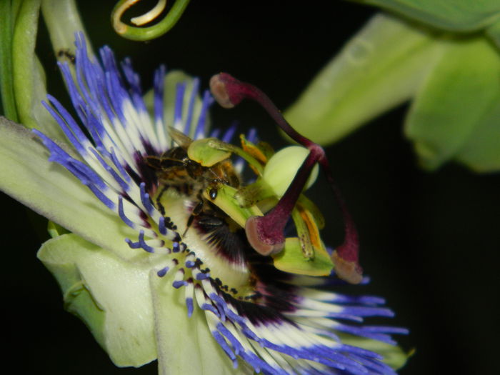 DSCN8576 - PASSIFLORA_2014