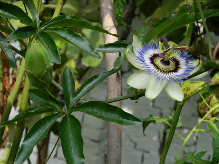 DSCN8635 - PASSIFLORA_2014