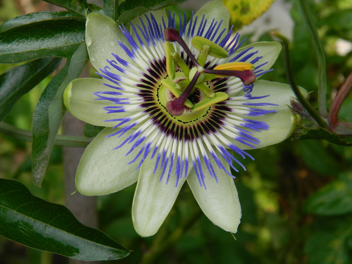 DSCN8636 - PASSIFLORA_2014