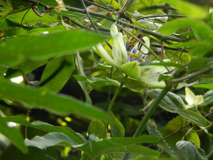 DSCN8696 - PASSIFLORA_2014