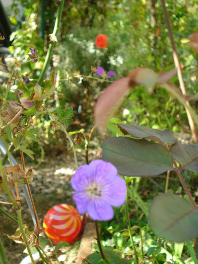 DSC04146 - Gradina in 2014