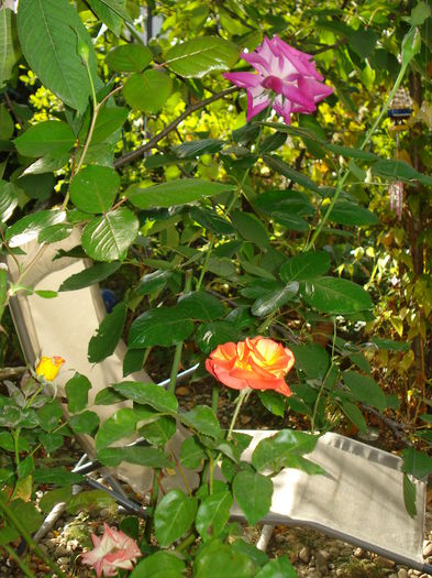DSC04124 - Gradina in 2014