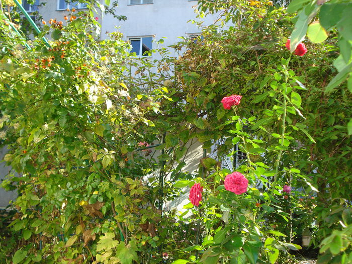 DSC04150 - Gradina in 2014