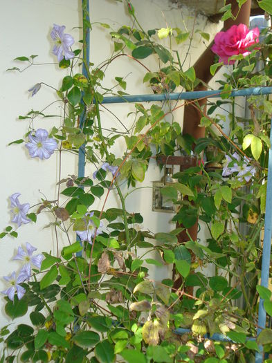 DSC04155 - Gradina in 2014
