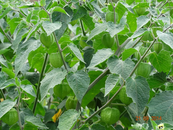 DSC07907 - physalis 2014