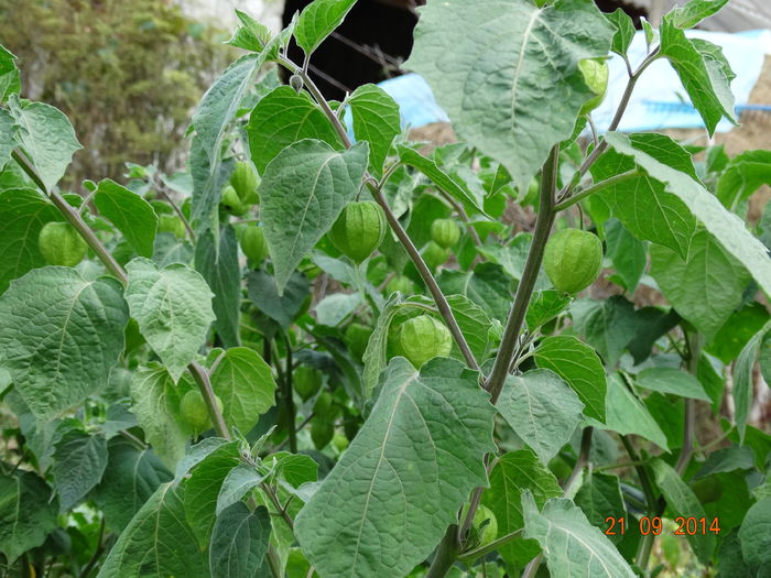 DSC07905 - physalis 2014