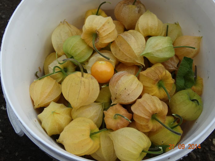 DSC07900 - physalis 2014