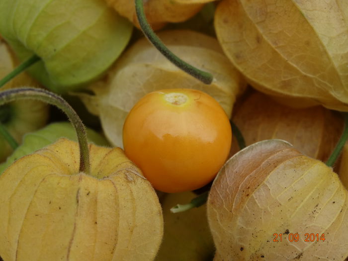 DSC07901 - physalis 2014