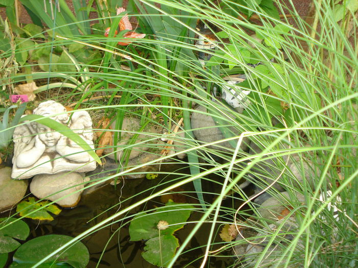 DSC04190 - Gradina in 2014