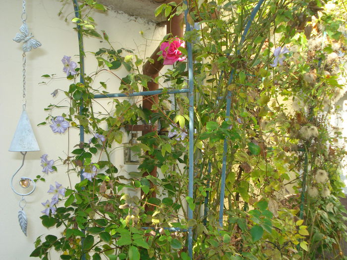 DSC04164 - Gradina in 2014