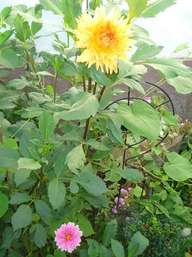 DSC03336 - Gradina in 2014