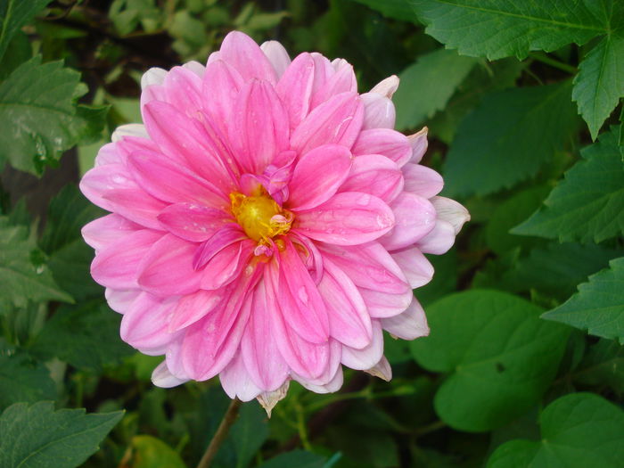 DSC03338 - Gradina in 2014