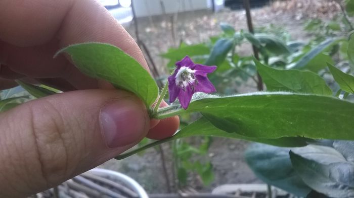 Floare Rocoto - C Pubescens Rocoto 2014