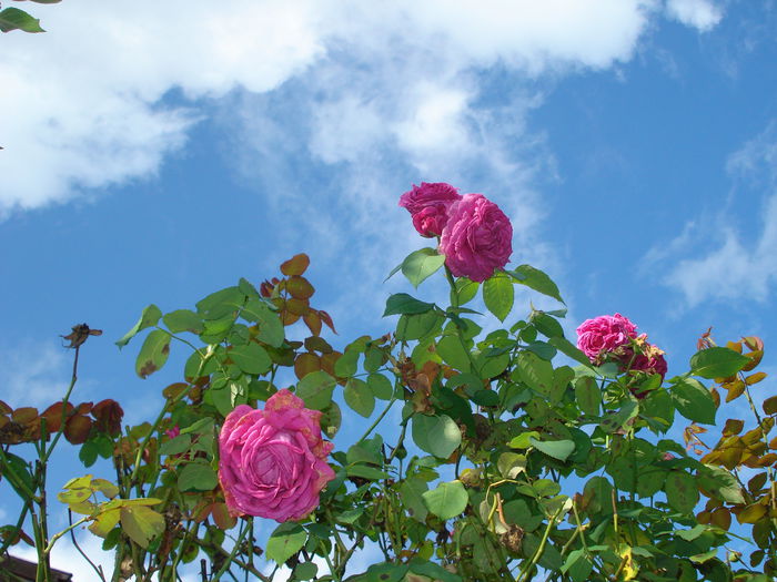 DSC03358 - Gradina in 2014