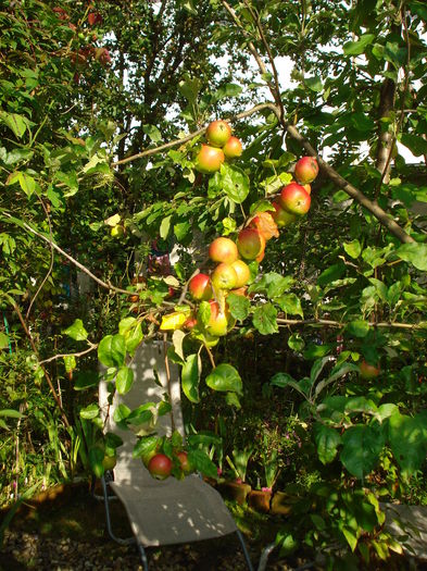 DSC03361 - Gradina in 2014