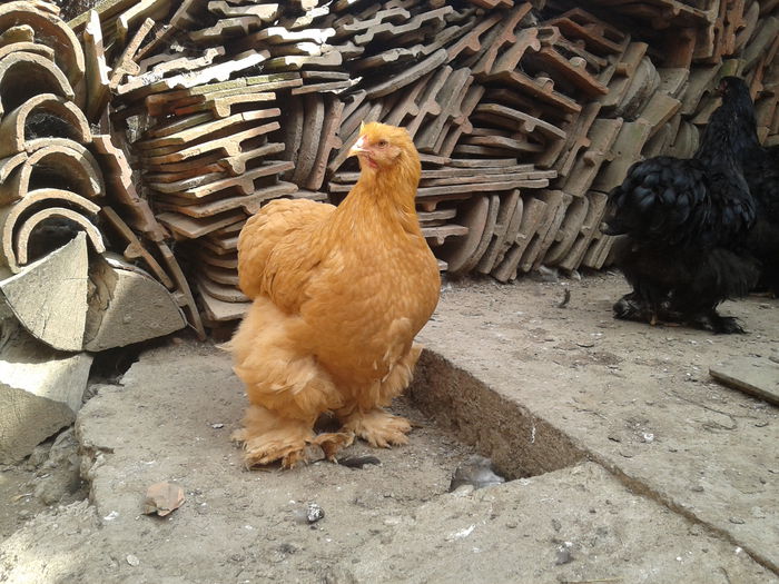 2014-09-14 13.55.21 - seria I