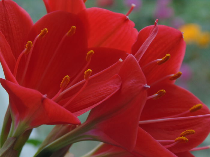 DSC07804 - Amaryllis 2014