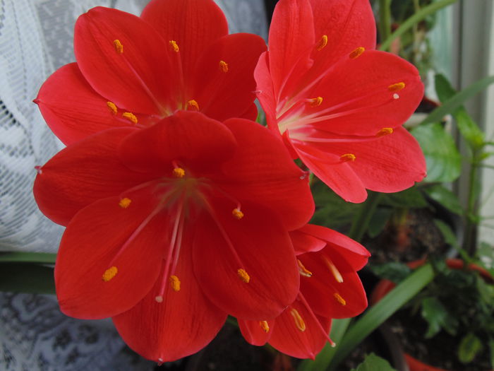 DSC07807 - Amaryllis 2014
