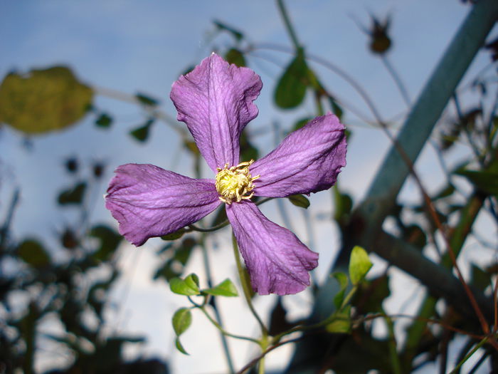 Etoile Violett