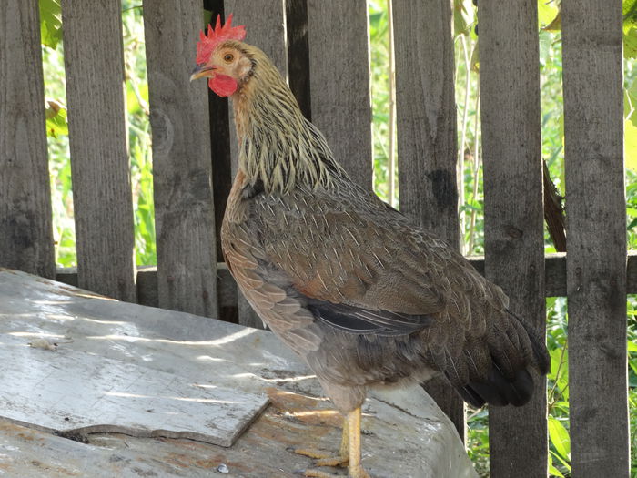 DSC02083 - Italiana Orange-Duckwing