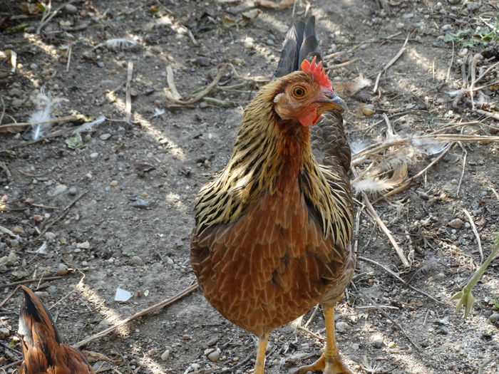 DSC02095 - Italiana Orange-Duckwing