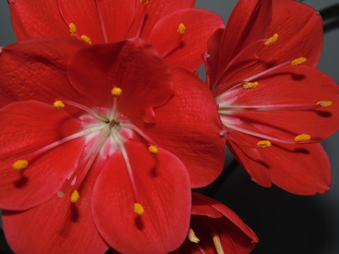 DSC07826 - Amaryllis 2014