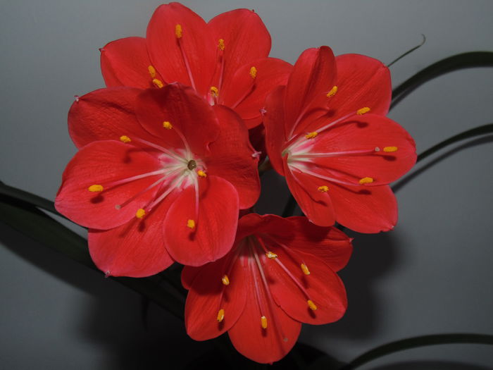 DSC07860 - Amaryllis 2014