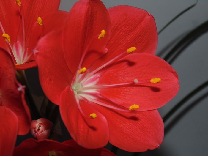 DSC07866 - Amaryllis 2014