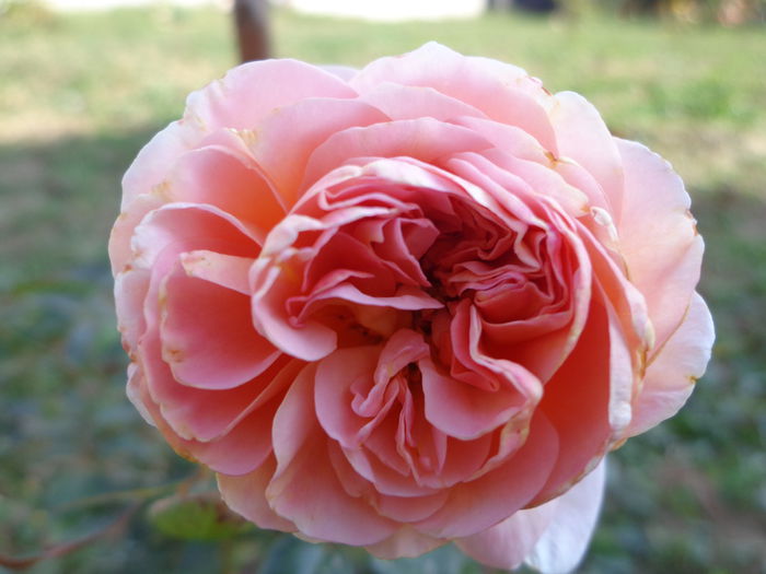 082 - Flori de Trandafiri