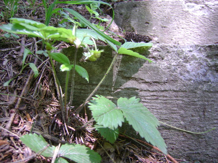 DSC01578 - CETATEA POIENARI