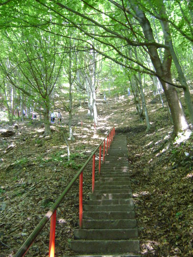 DSC01586 - CETATEA POIENARI