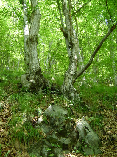 DSC01590 - CETATEA POIENARI