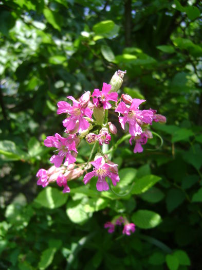 DSC01635 - CETATEA POIENARI