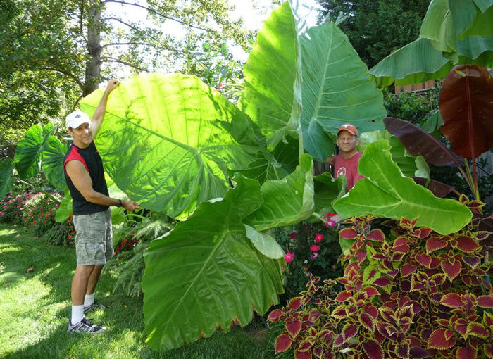 Colocasia gigantea - ao-alte seminte rare