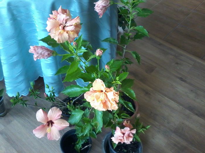 20140922_114343 - Hibiscus 2014-2015