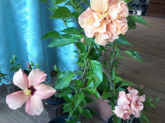 20140922_114402 - Hibiscus 2014-2015