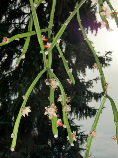 Rhipsalis dissimilis - ao-alte seminte rare